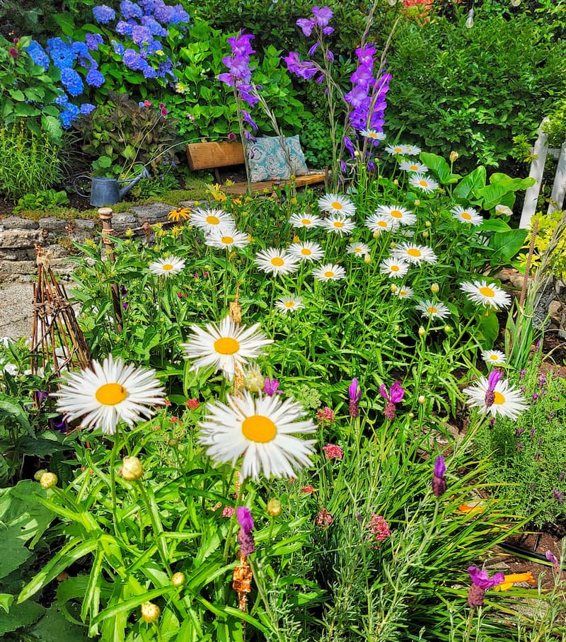 daisies, purple gladiolus and blue hydranges growing in the cottage garden