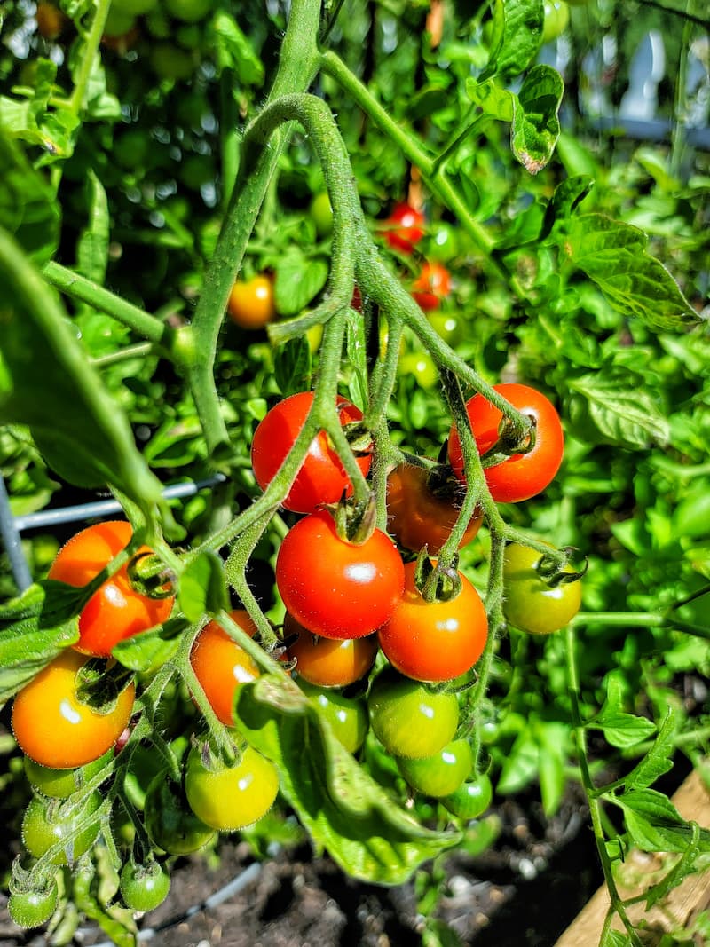 cherry tomatoes growing in the garden 