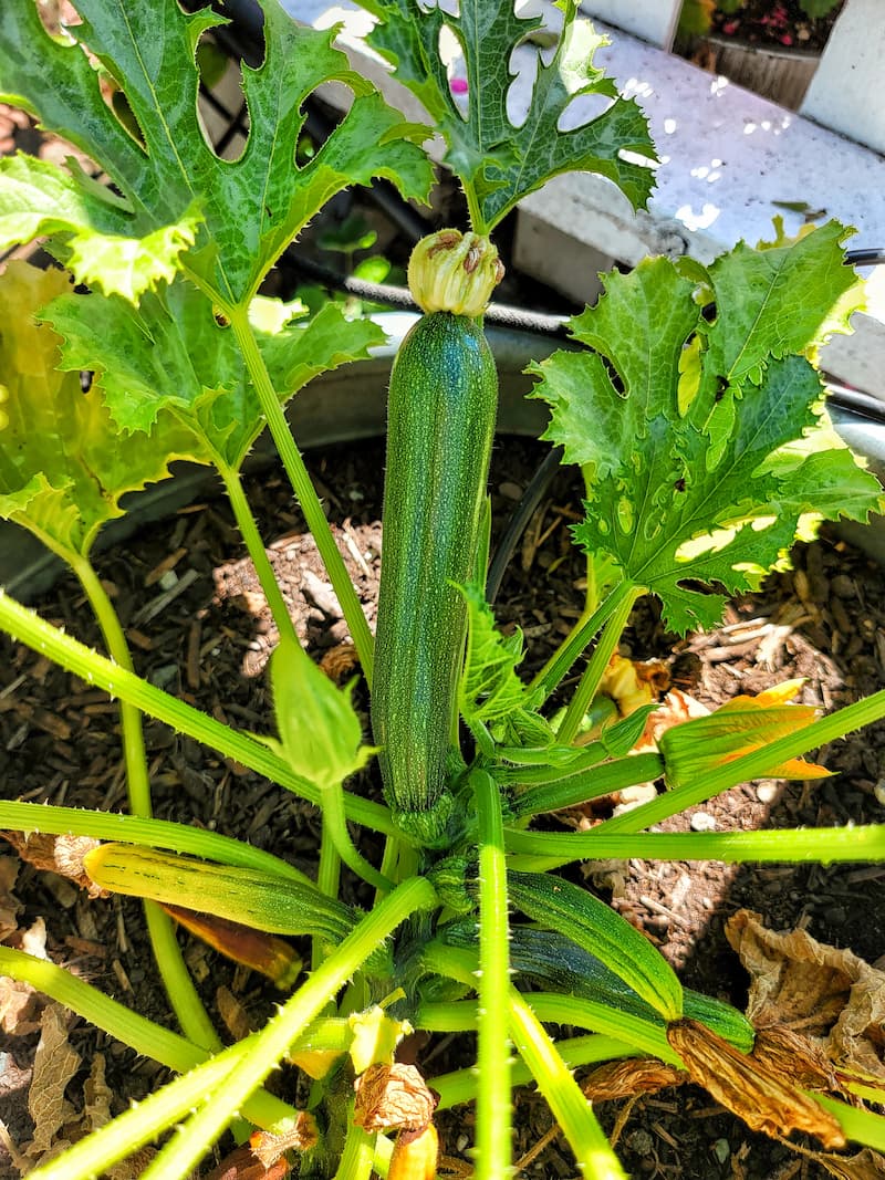 zucchini growing in the garden