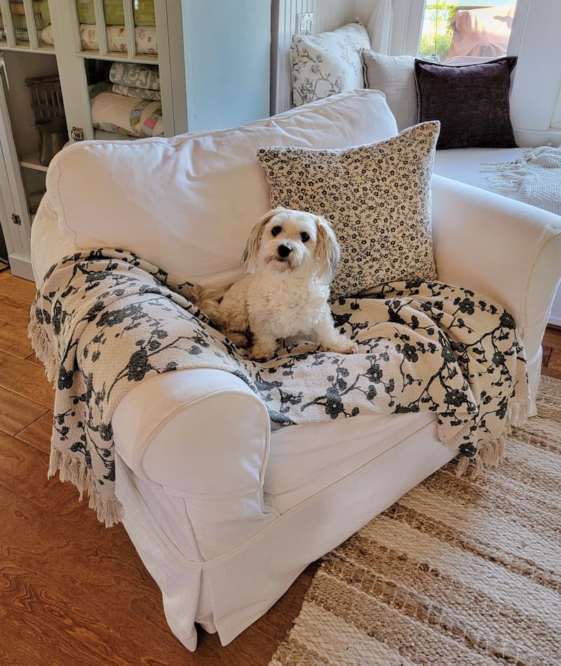 white dog sitting on white slipcovered chair and floral throw