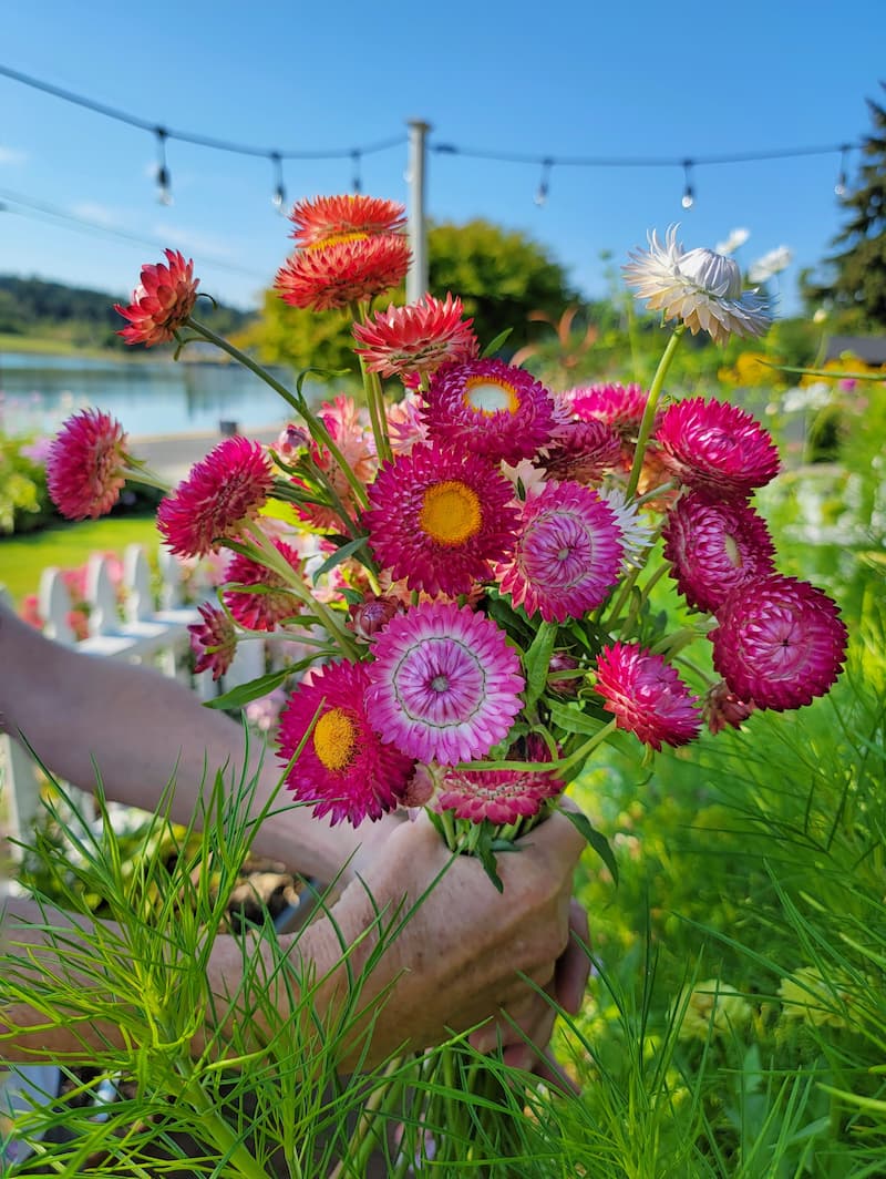 https://shiplapandshells.com/wp-content/uploads/2022/09/harvesting-strawflowers-SQ.jpg