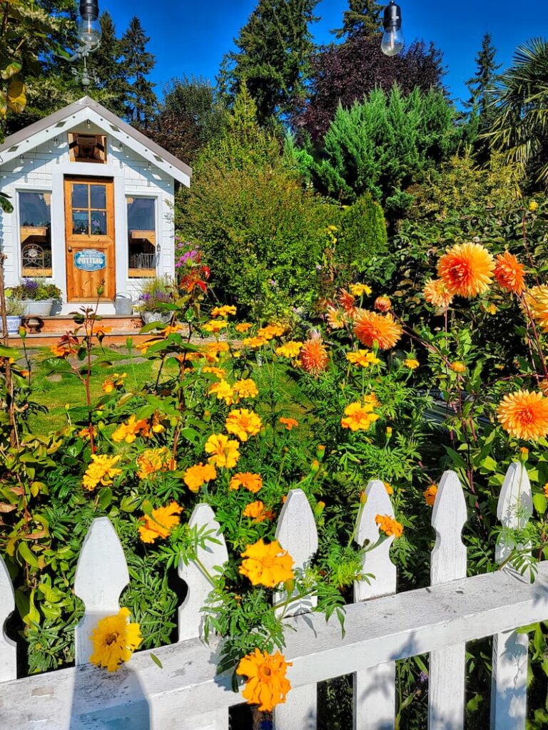 prepare garden for winter: marigolds growing along a white picket fence and greenhouse