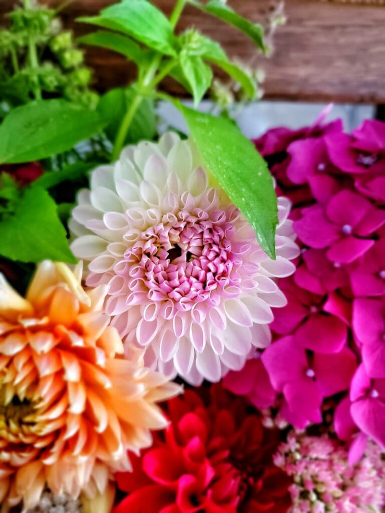 up close dahlia floral arrangement
