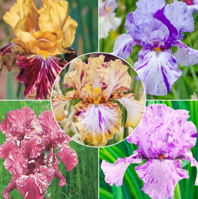 Bearded iris collection from Breck's Bulbs