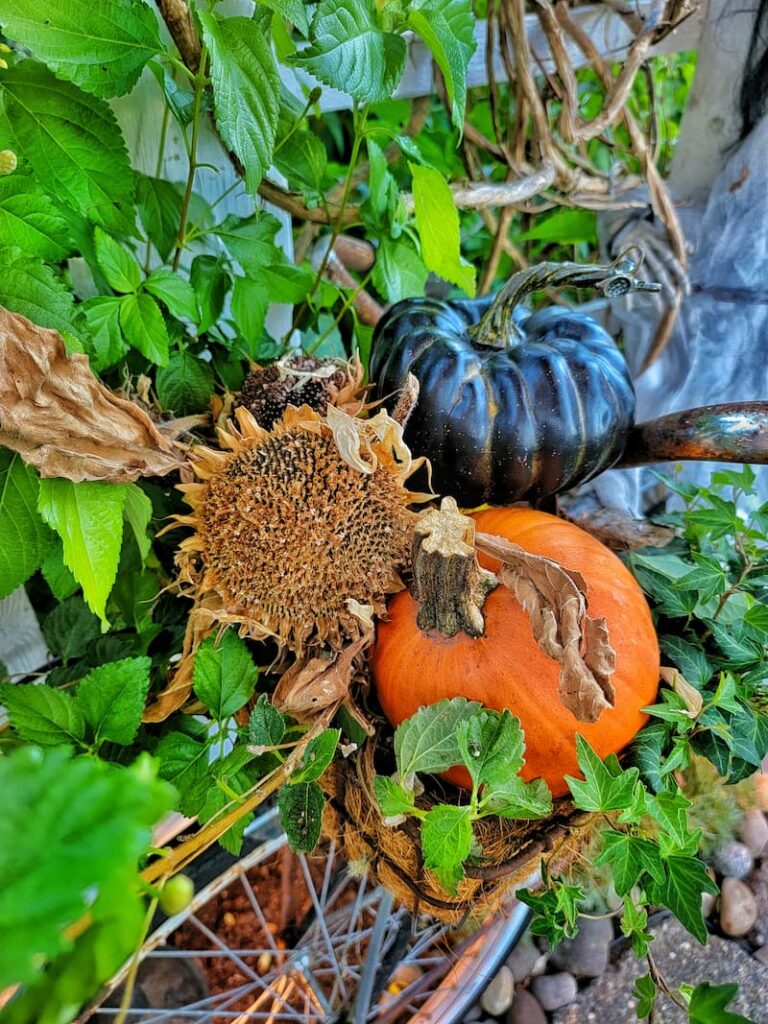 fall porch decorating ideas: black and orange pumpkins and sunflower seed head