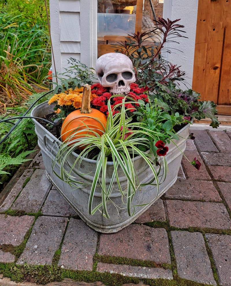 galvanized tub of  fall flowers, pumpkins and skeleton