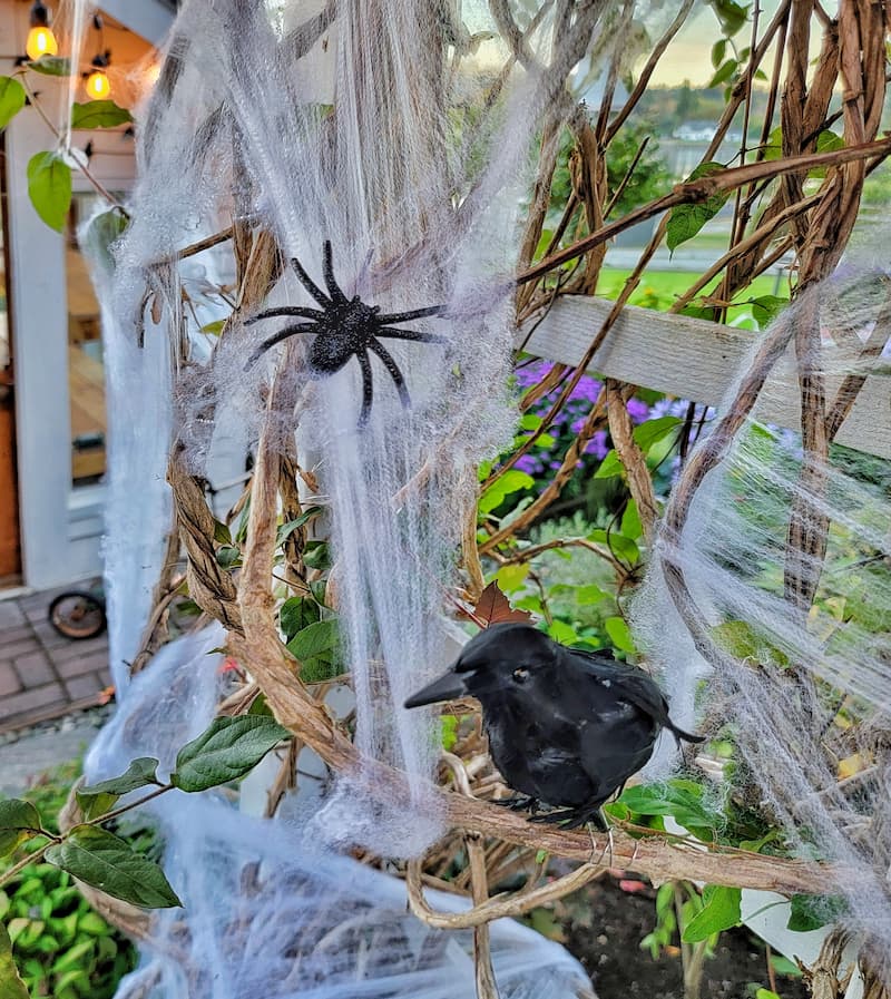 black crow and spiders on cobweb
