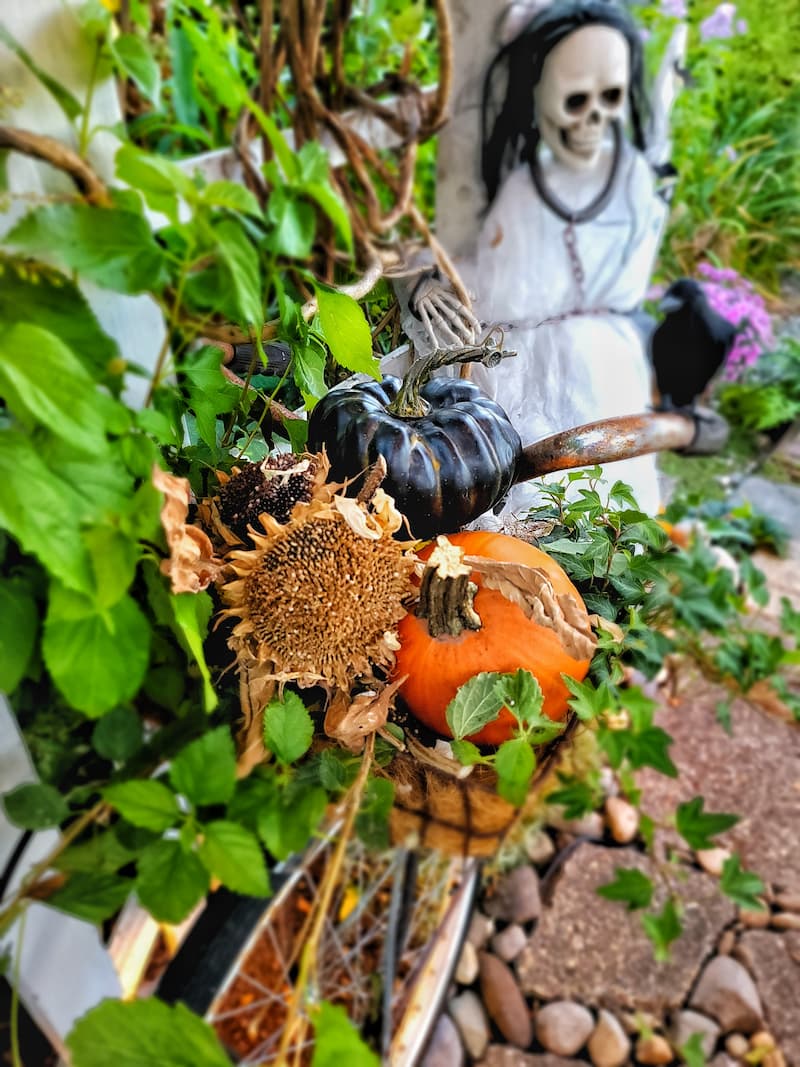 pumpkins and dead sunflowers in bike basket