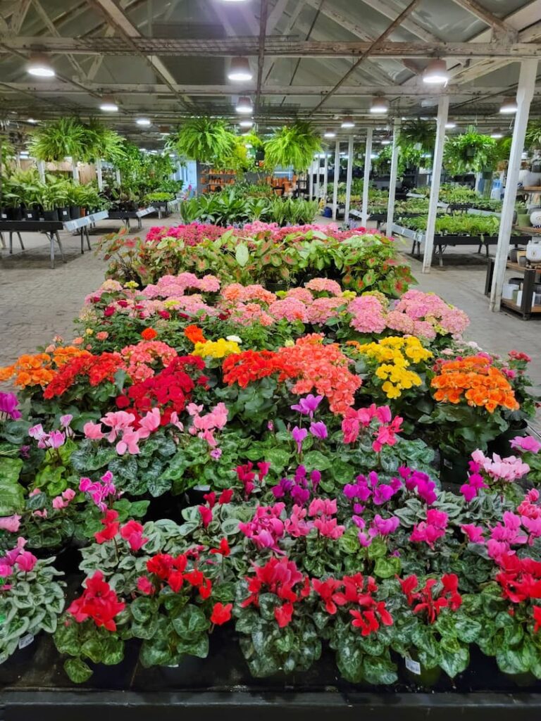 bright flowers at a nursery