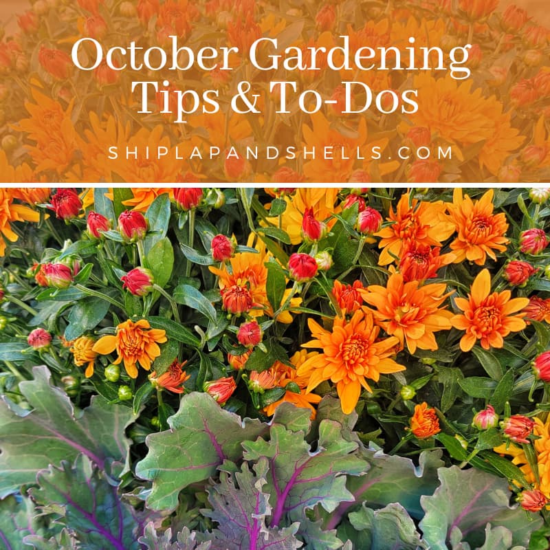 October gardening tips and to dos