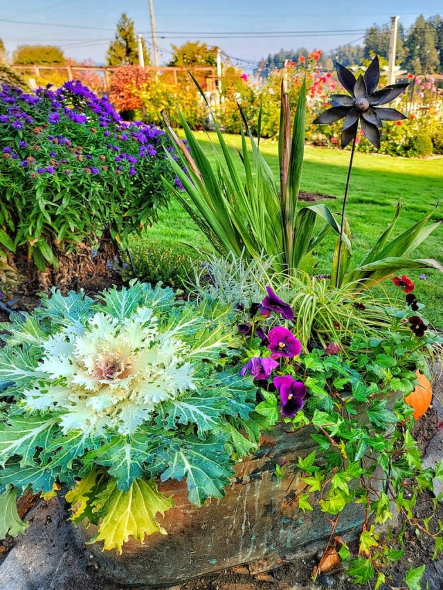 9 Fall Plants That are Perfect For Container Gardens