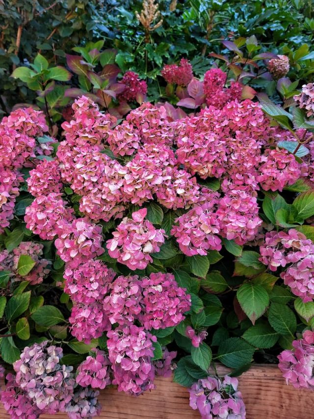 cropped-fall-hydrangeas-SQ.jpg