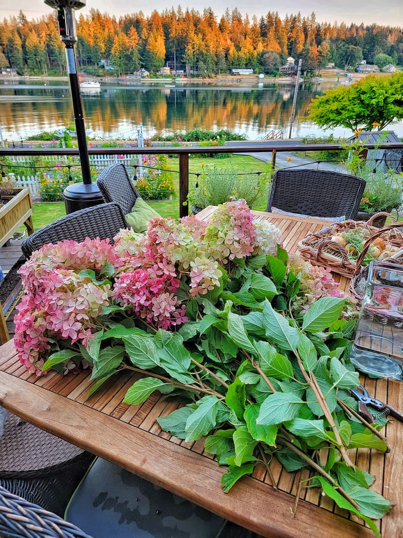 Simple Tips On How To Dry Hydrangeas For Your Home Decor Shiplap And