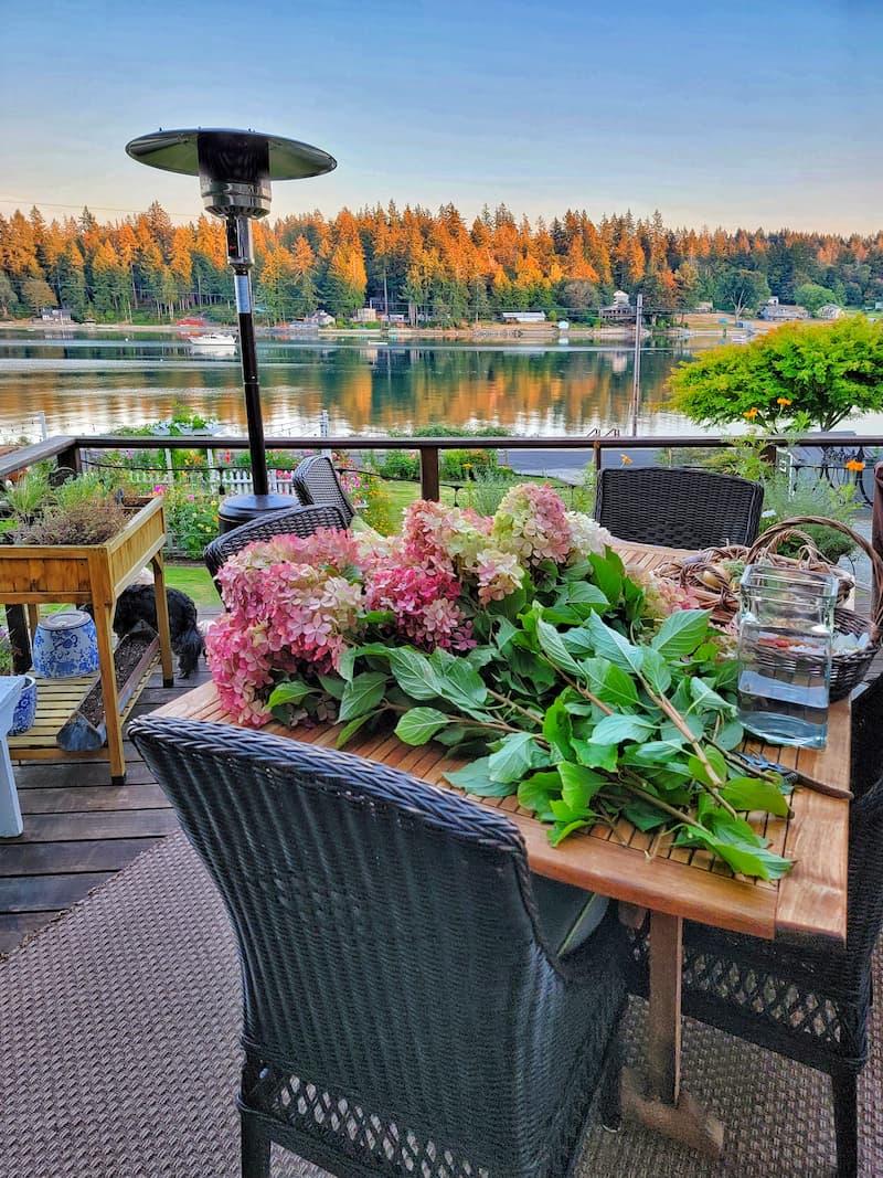 How to Dry Hydrangeas - Shiplap and Shells