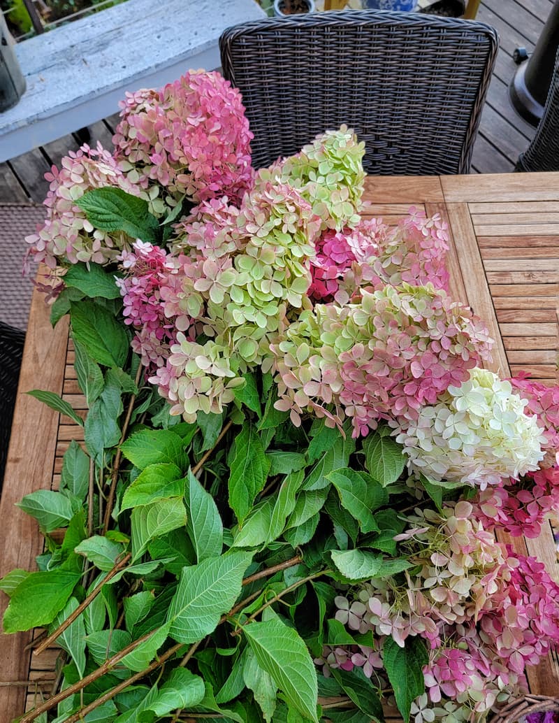 How to Dry Hydrangeas - Shiplap and Shells