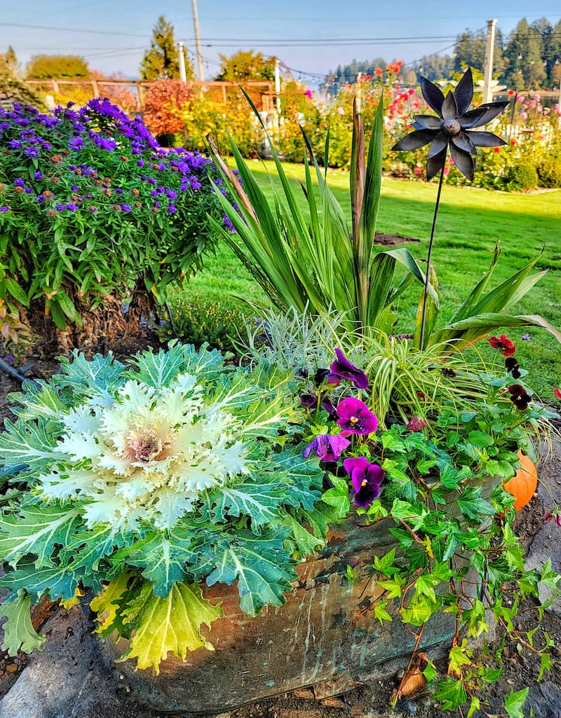 preparing your garden for fall:  fall flowers in container gardens