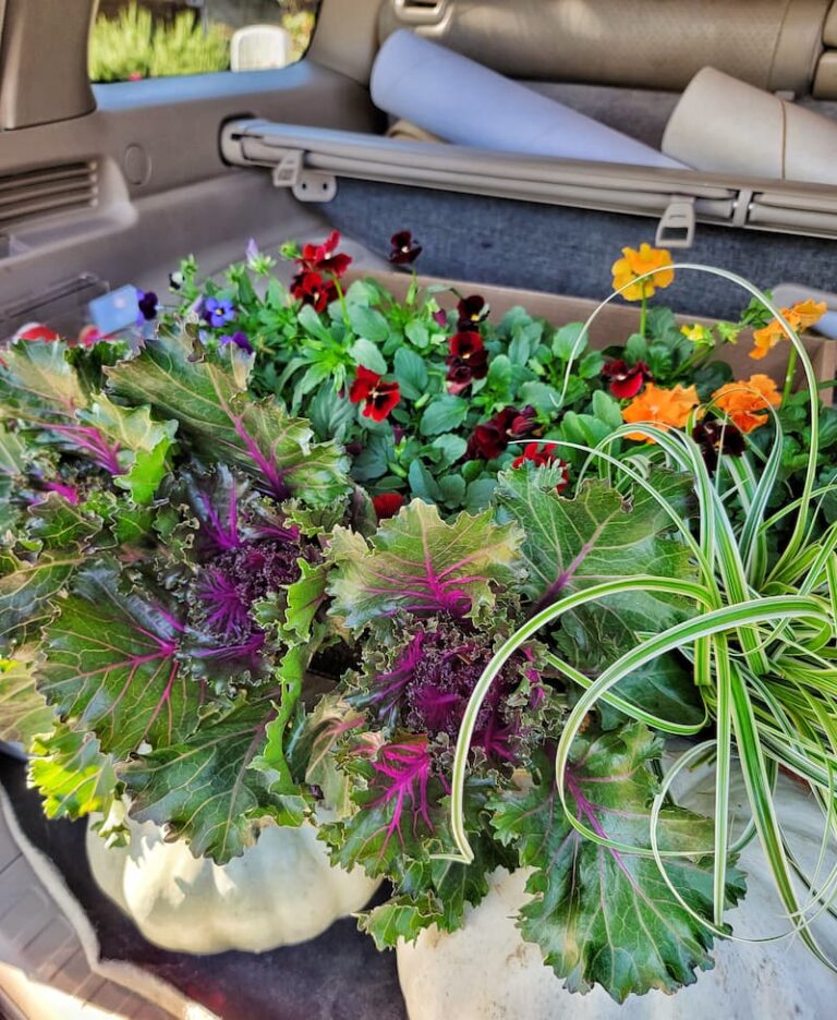 What's Blooming in My Pacific Northwest Fall Season Garden Shiplap and Shells