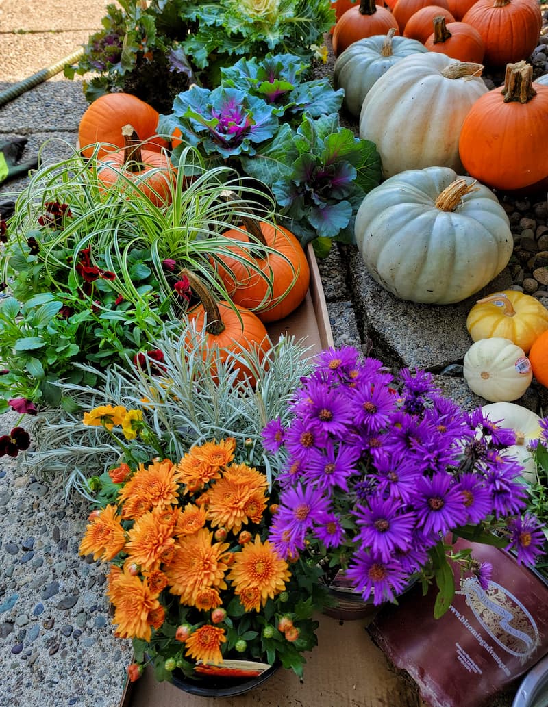 pumpkins and fall annuals