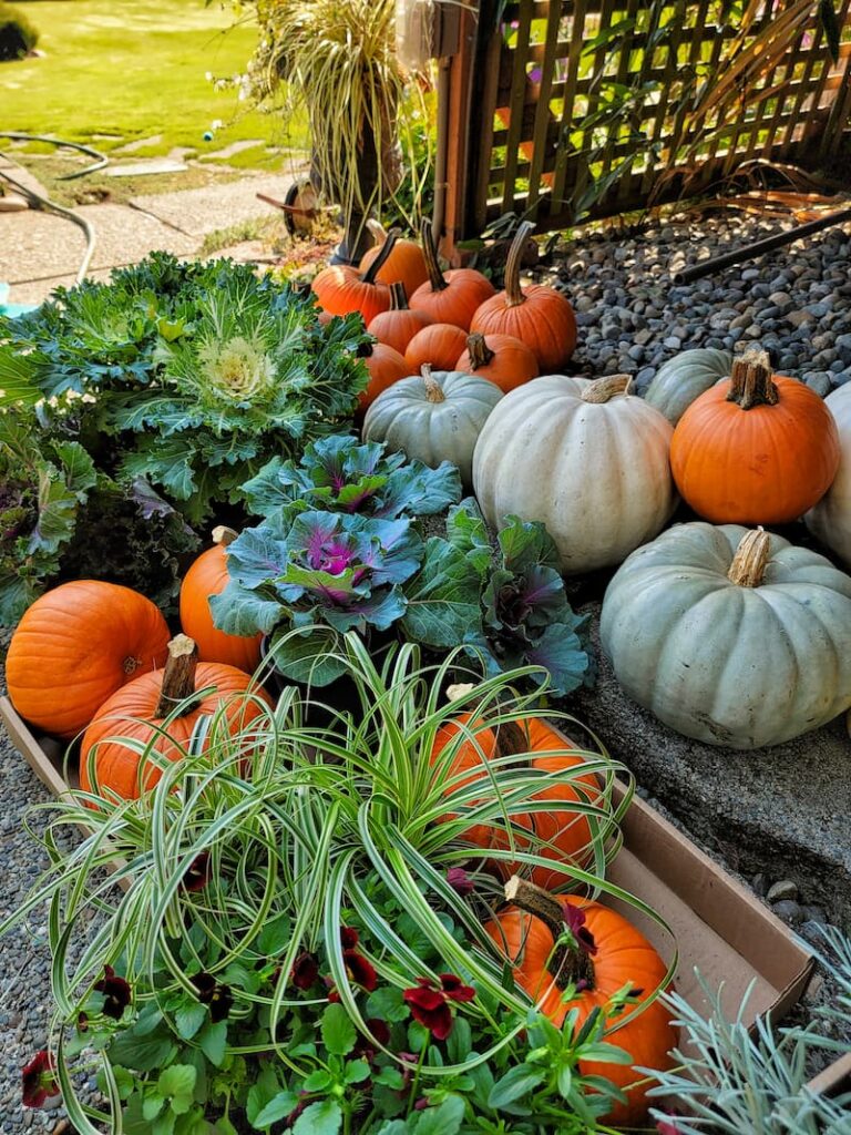 variety of pumpkins and ornamental ale and cabbage