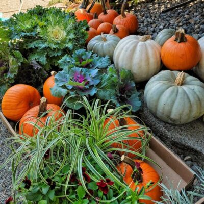 Saltwater Sounds Weekly:  Decorating the Garden with Fall Plants and Pumpkins