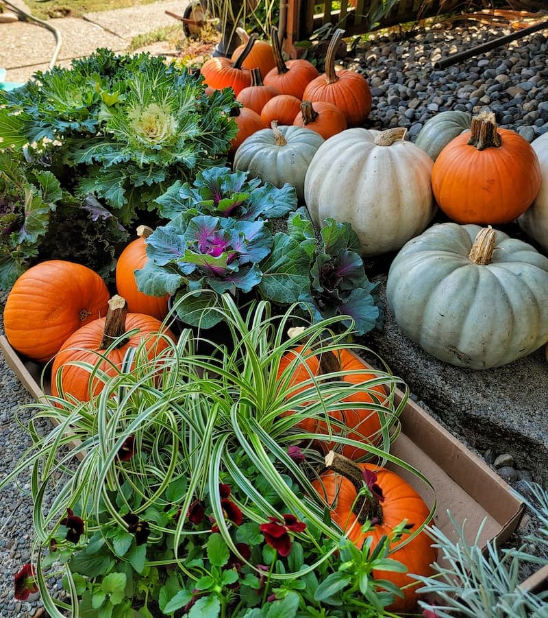 fall plants and pumpkins