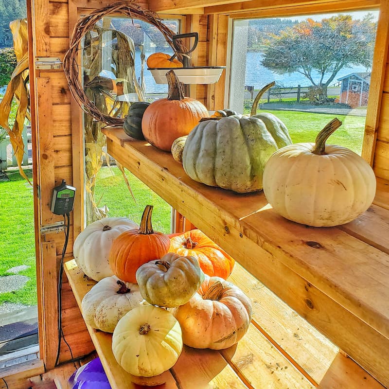 pumpkins in the greenhouse