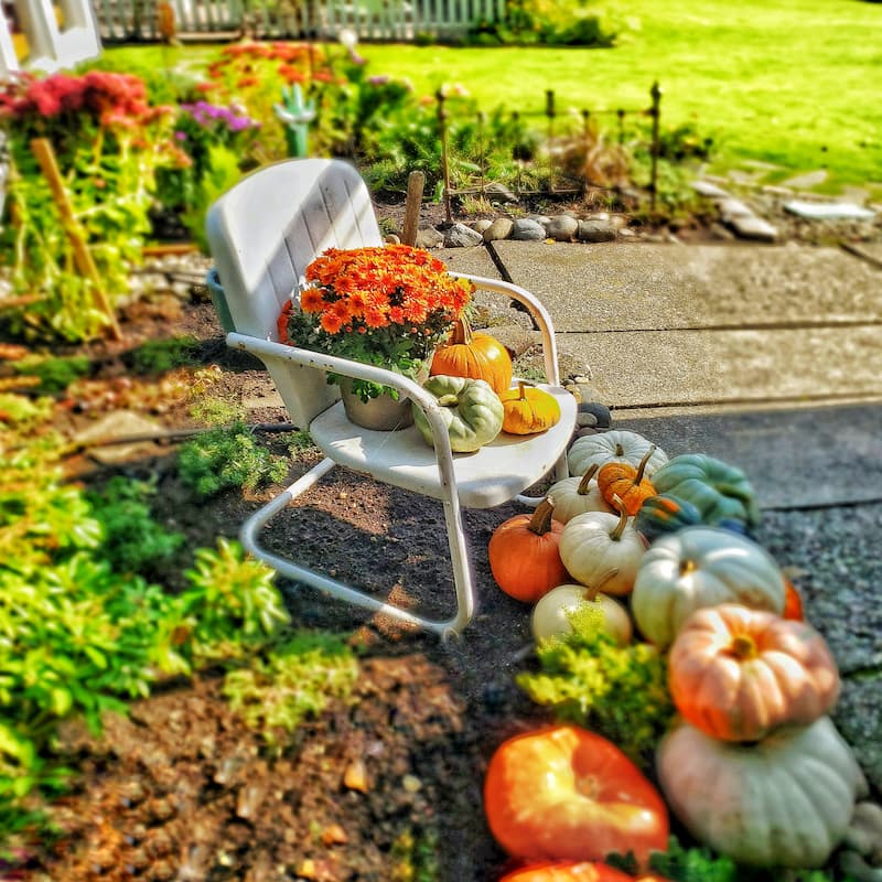 mums and pumpkins in garden