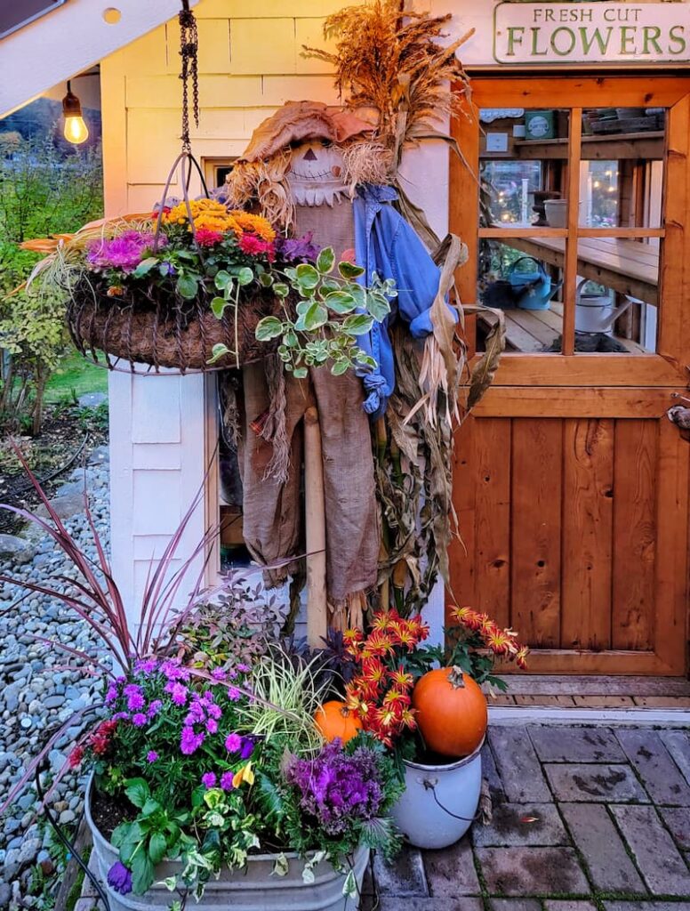 scarecrow and fall flowers in front of greenhouse door