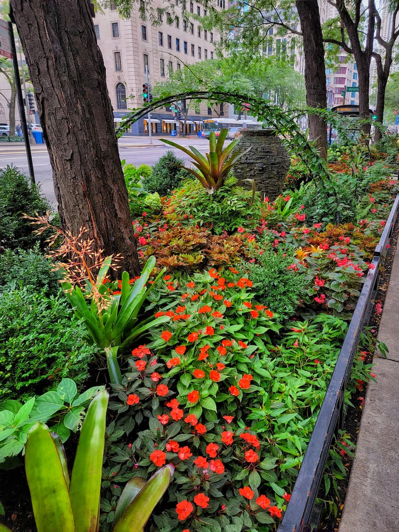 impatiens and other fall plants planted between streets and sidewalks