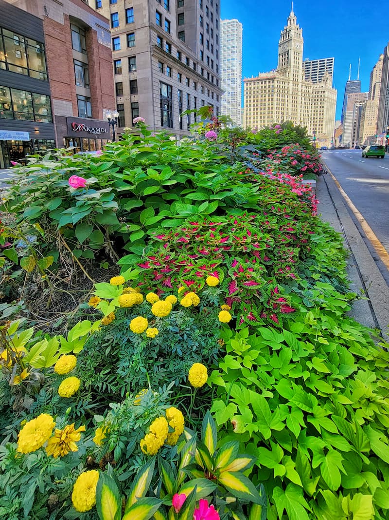 marigolds, coleuses, hydrangeas and other fall plants planted between streets and sidewalks