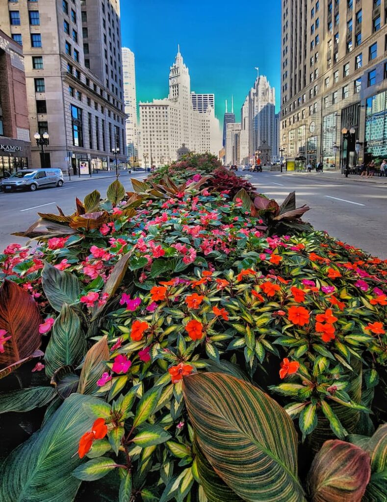 impatiens and fall flowers and foliage in the center of the Chicago street