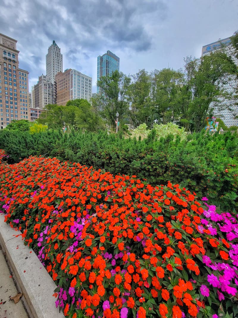 fall flowers and foliage planted around the busy streets of Chicago
