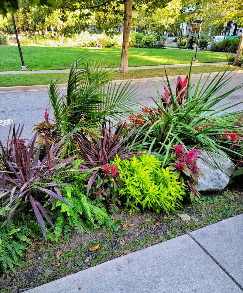 fall plants and grasses planted between streets and sidewalks