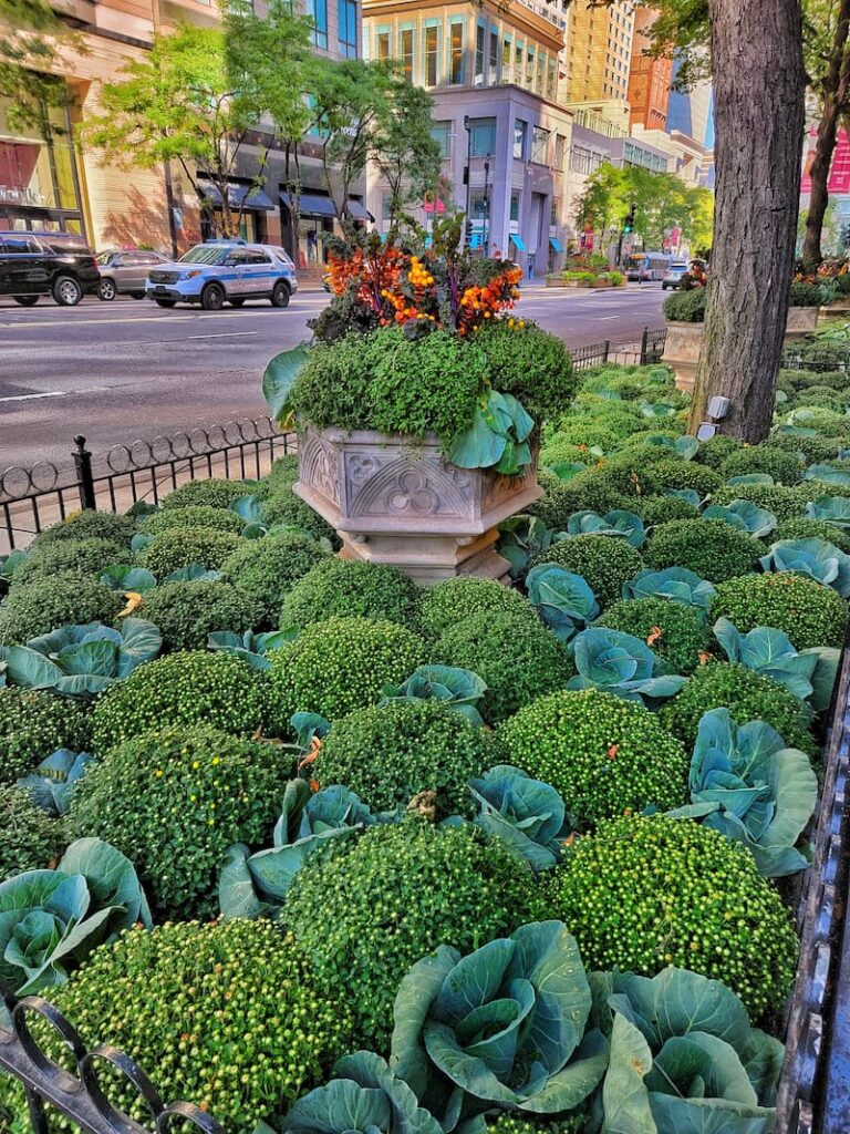 early budding mums and cabbages planted between streets and sidewalks
