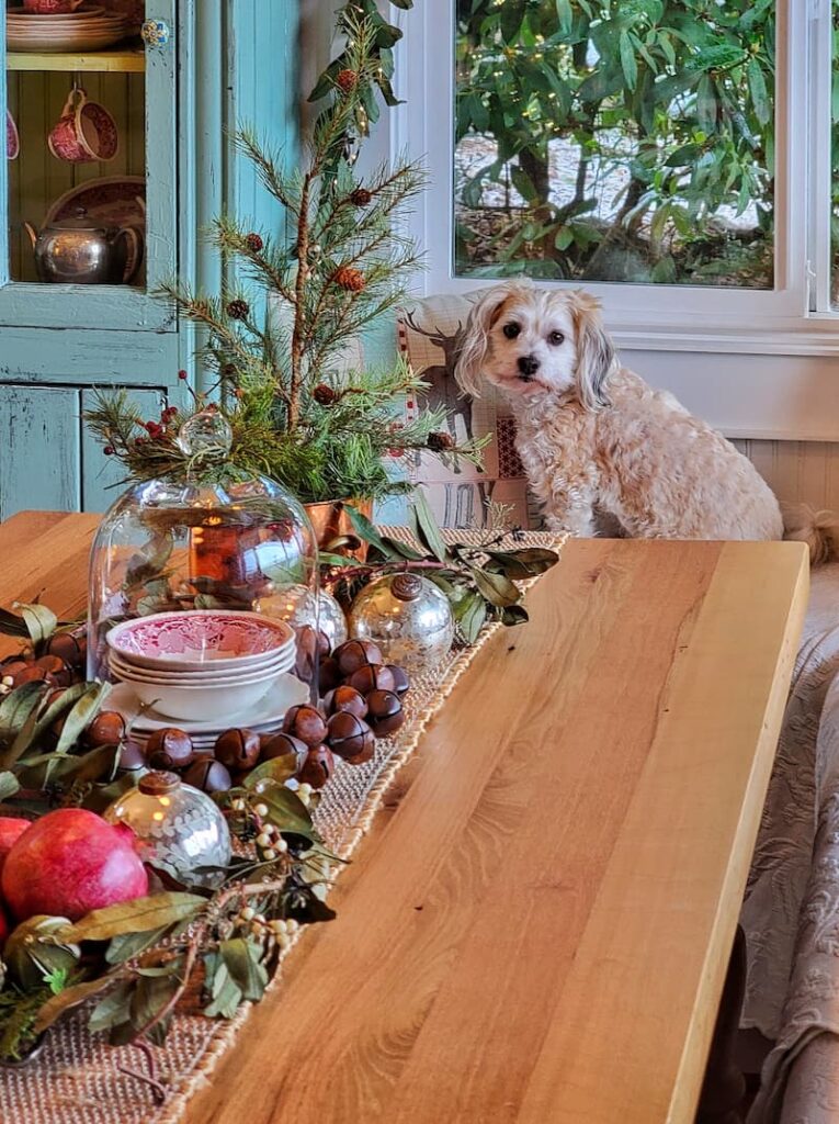 Ollie dog sitting at Christmas table