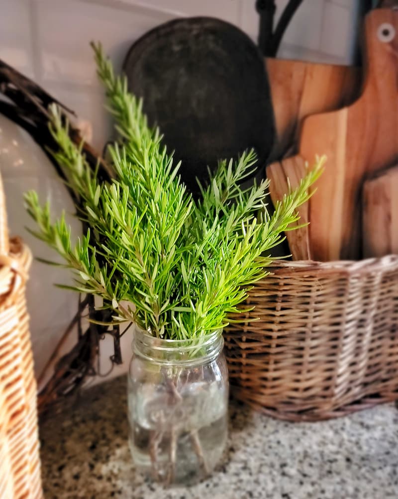 Cottage Christmas decor ideas: fresh rosemary in a mason jar filled with water