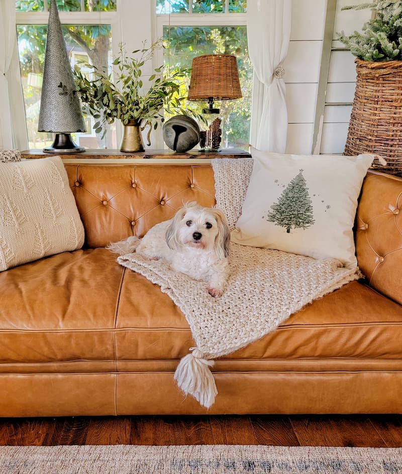 Cottage Christmas decor ideas: cream dog on leather couch and Christmas tree pillow