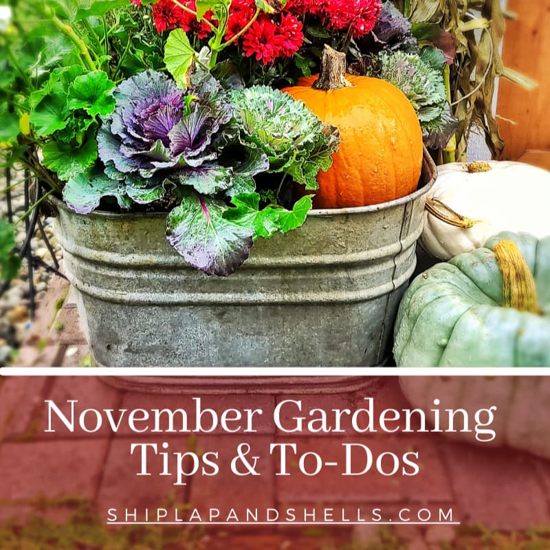 November gardening to dos