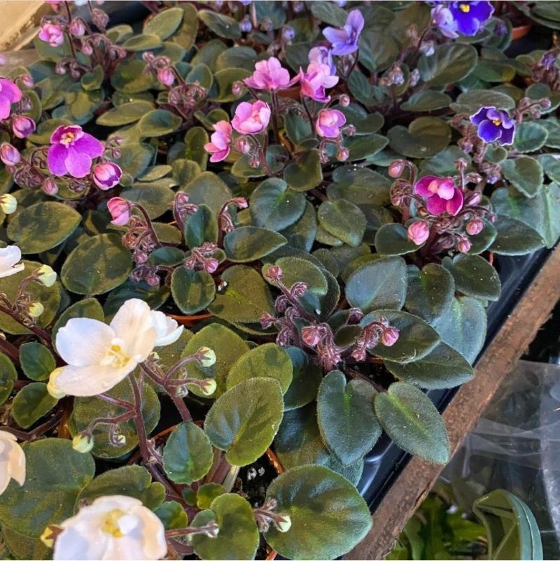 Create a  Bright and Warm Winter Space by Adding Flowers and Greenery: African violets