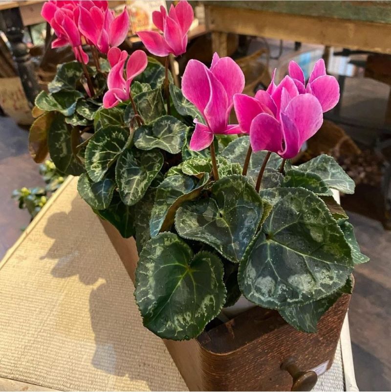 Create a  Bright and Warm Winter Space by Adding Flowers and Greenery: cyclamen