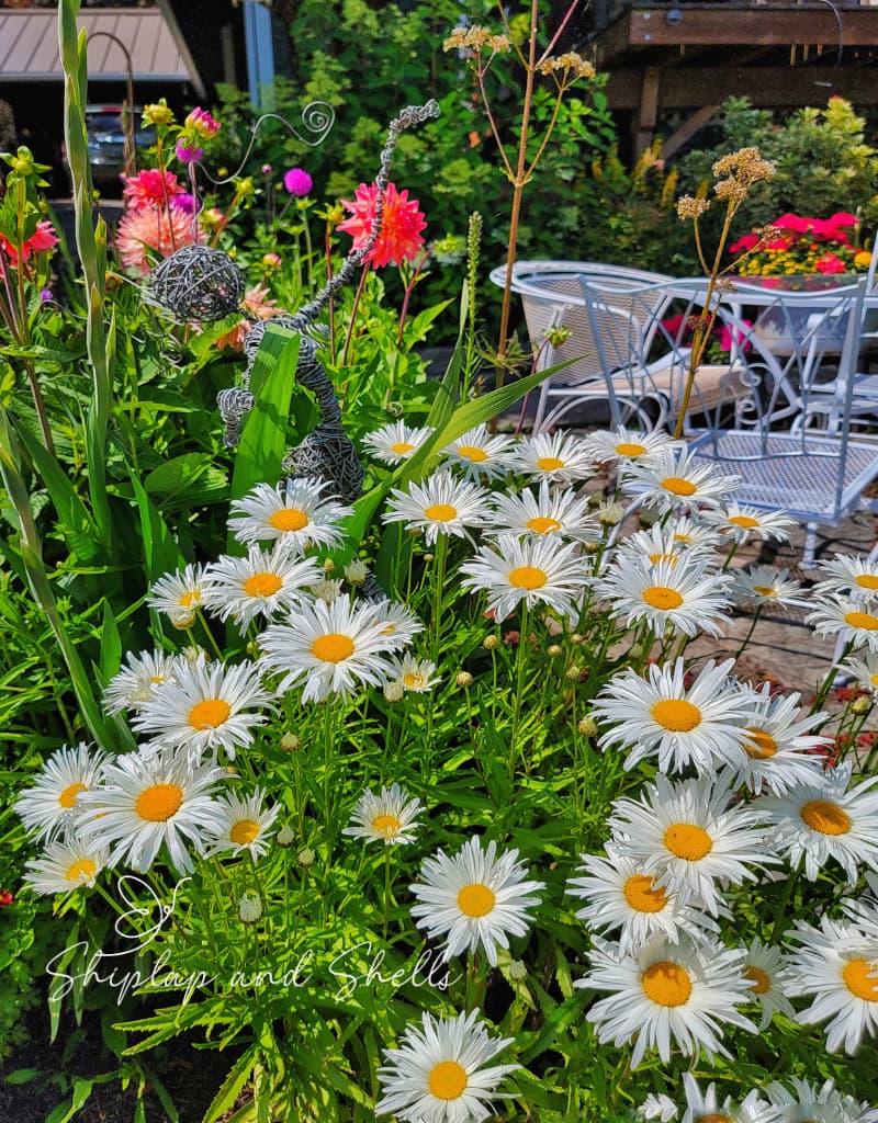 daisies in cottage garden