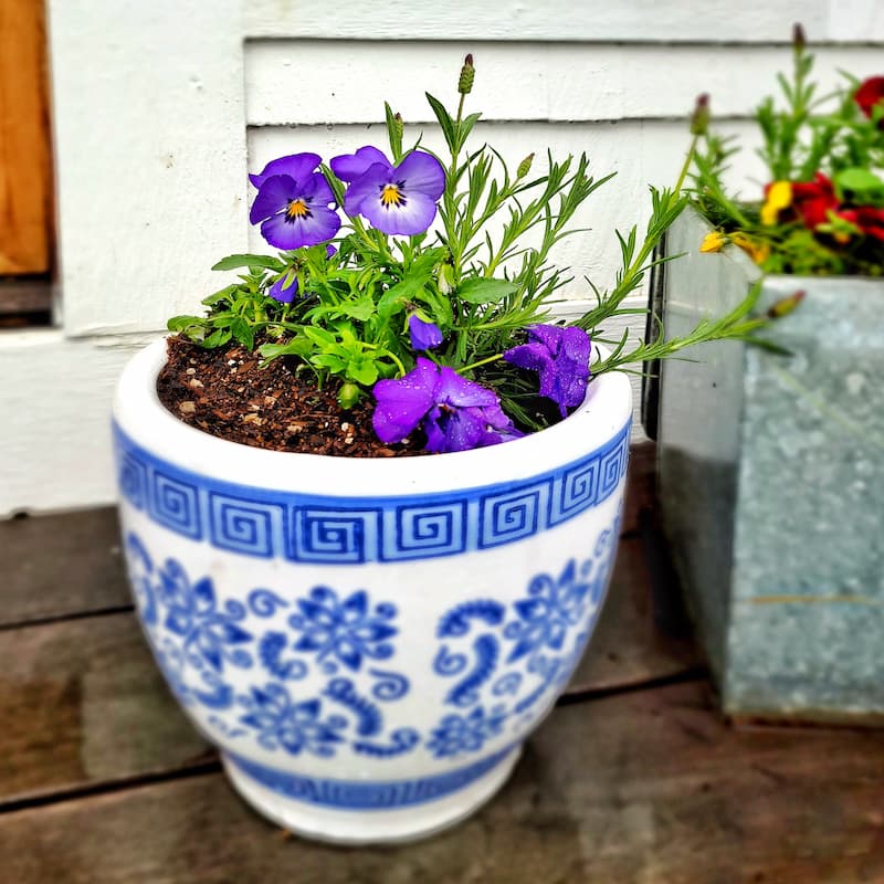 purple pansies in blue and white pot