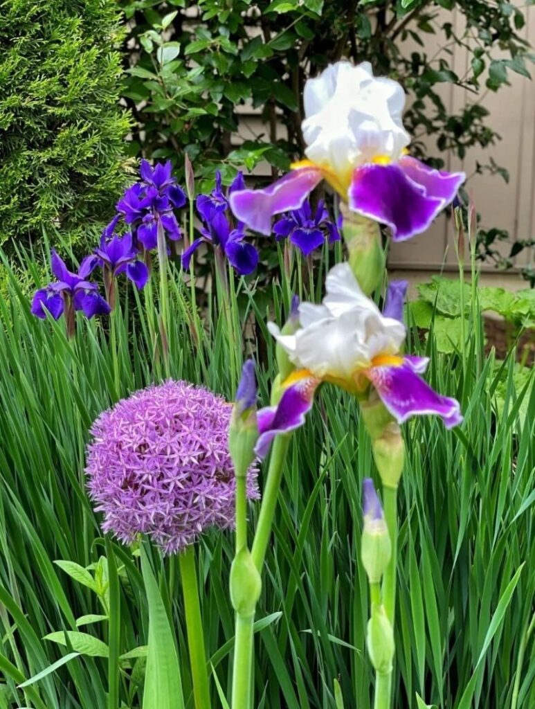 bearded irises