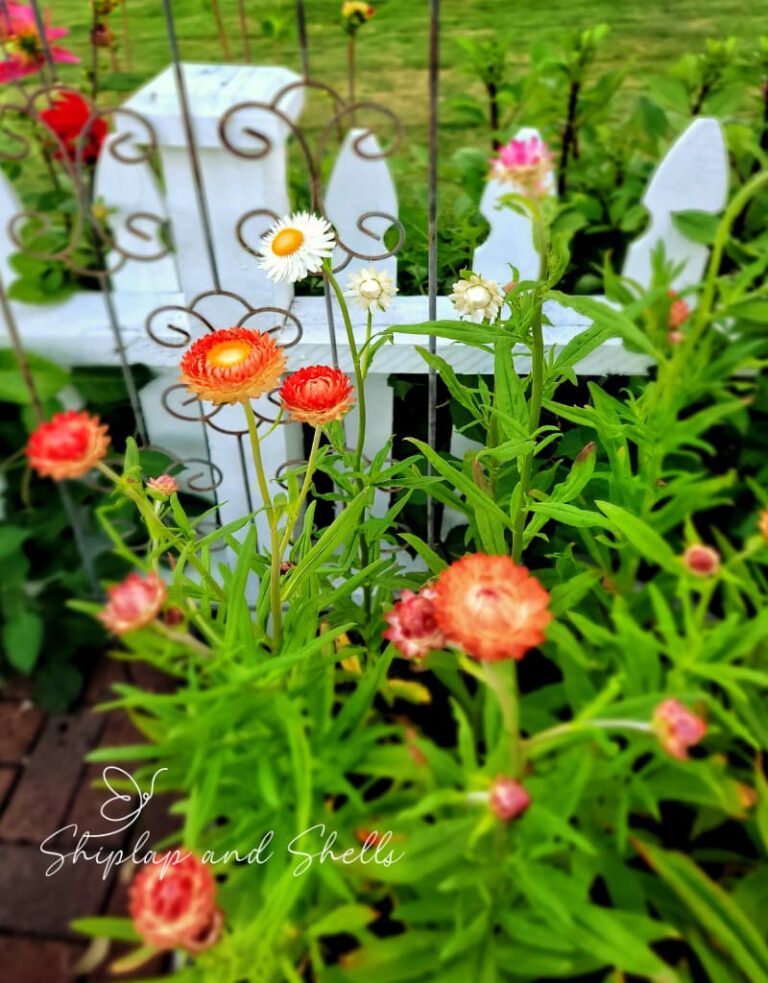 How Pinching Plants Benefits Your Cut Flower Garden Shiplap and Shells