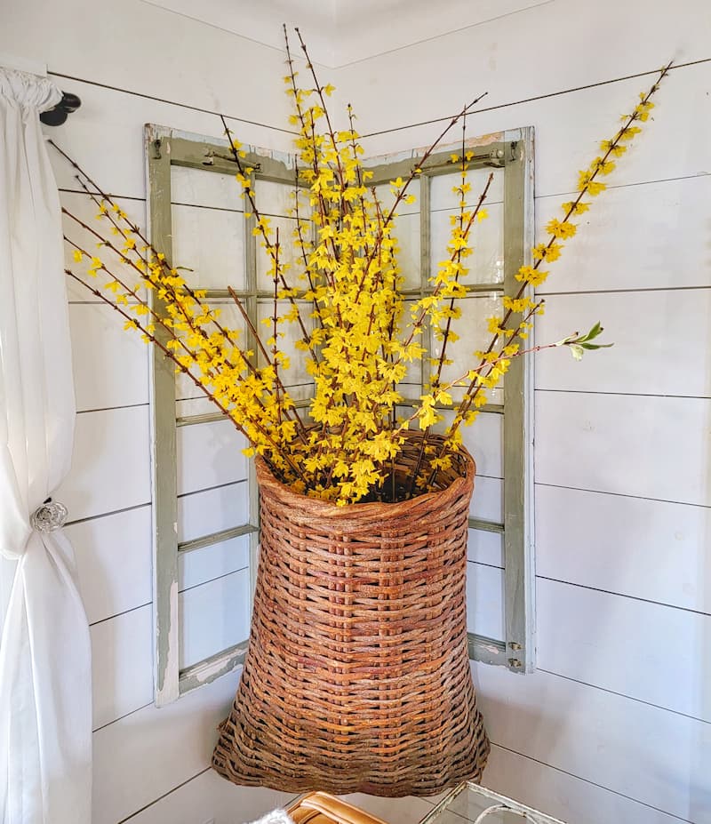 forsythias blooming in large wicker basket
