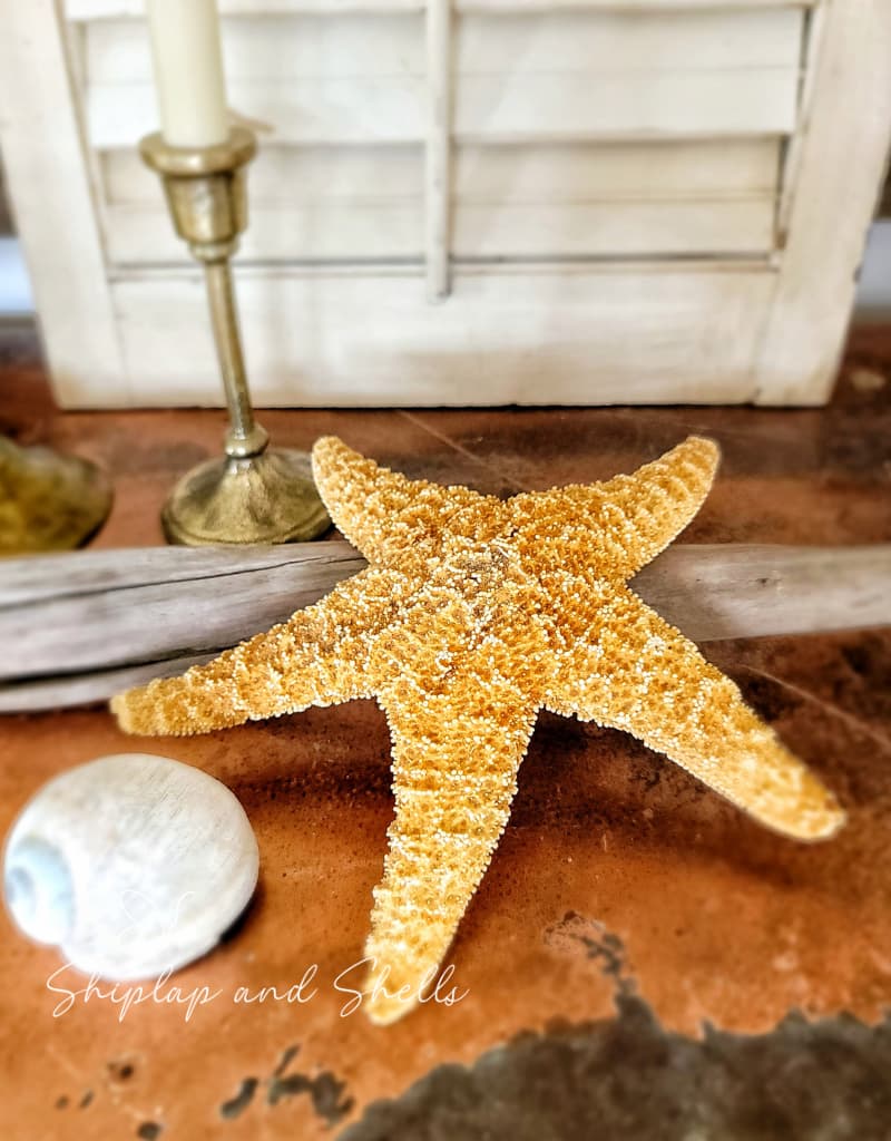 starfish and shells with driftwood
