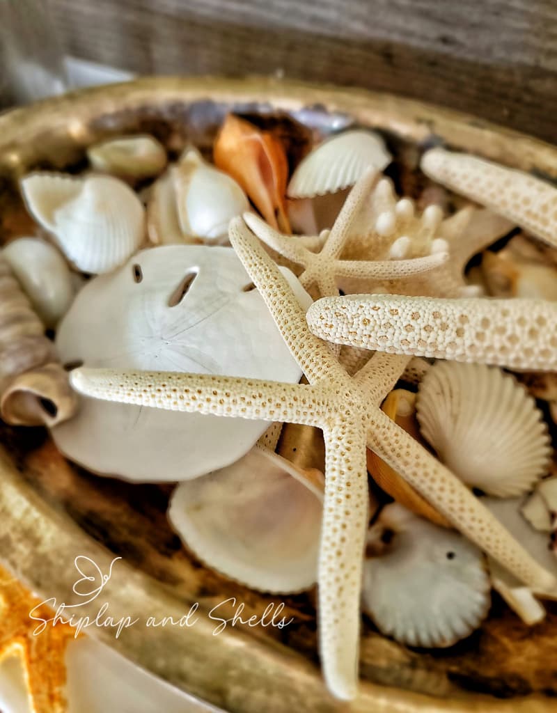 seashells in a bowl