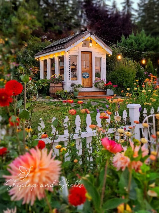 cropped-greenhouse-and-cut-flower-garden-with-dahlias-and-strawflowers-WM-SQ.jpg
