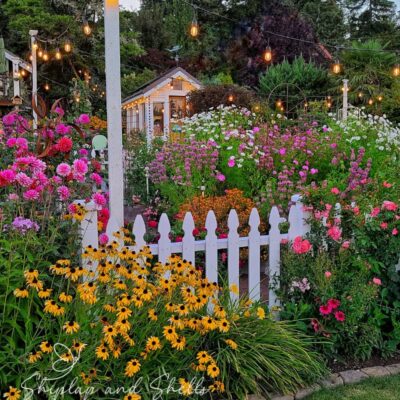 Cut Flower Garden Dos and Don’ts for Beginners