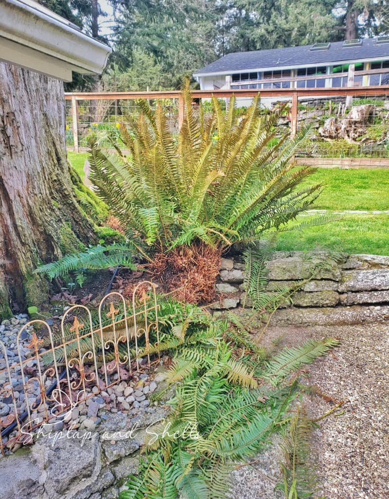 favorite gardening blog posts: cutting ferns